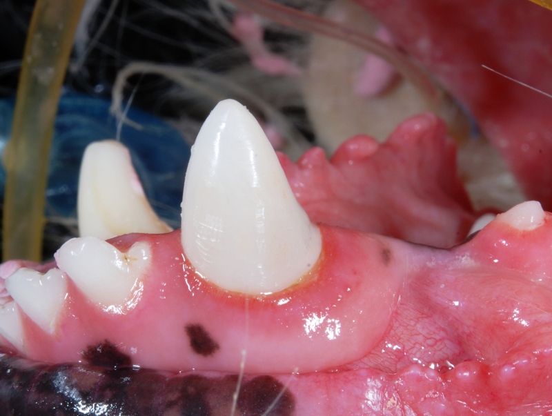 Zirconia Crown on Canine Tooth